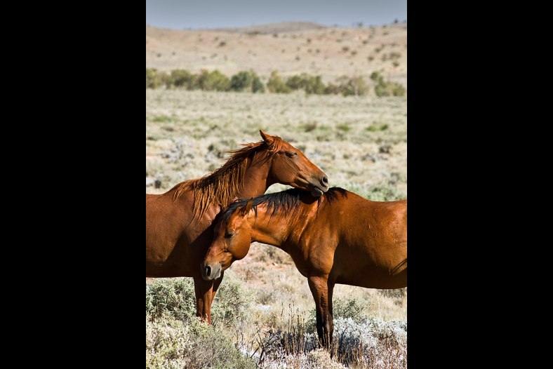 Brumby affection I